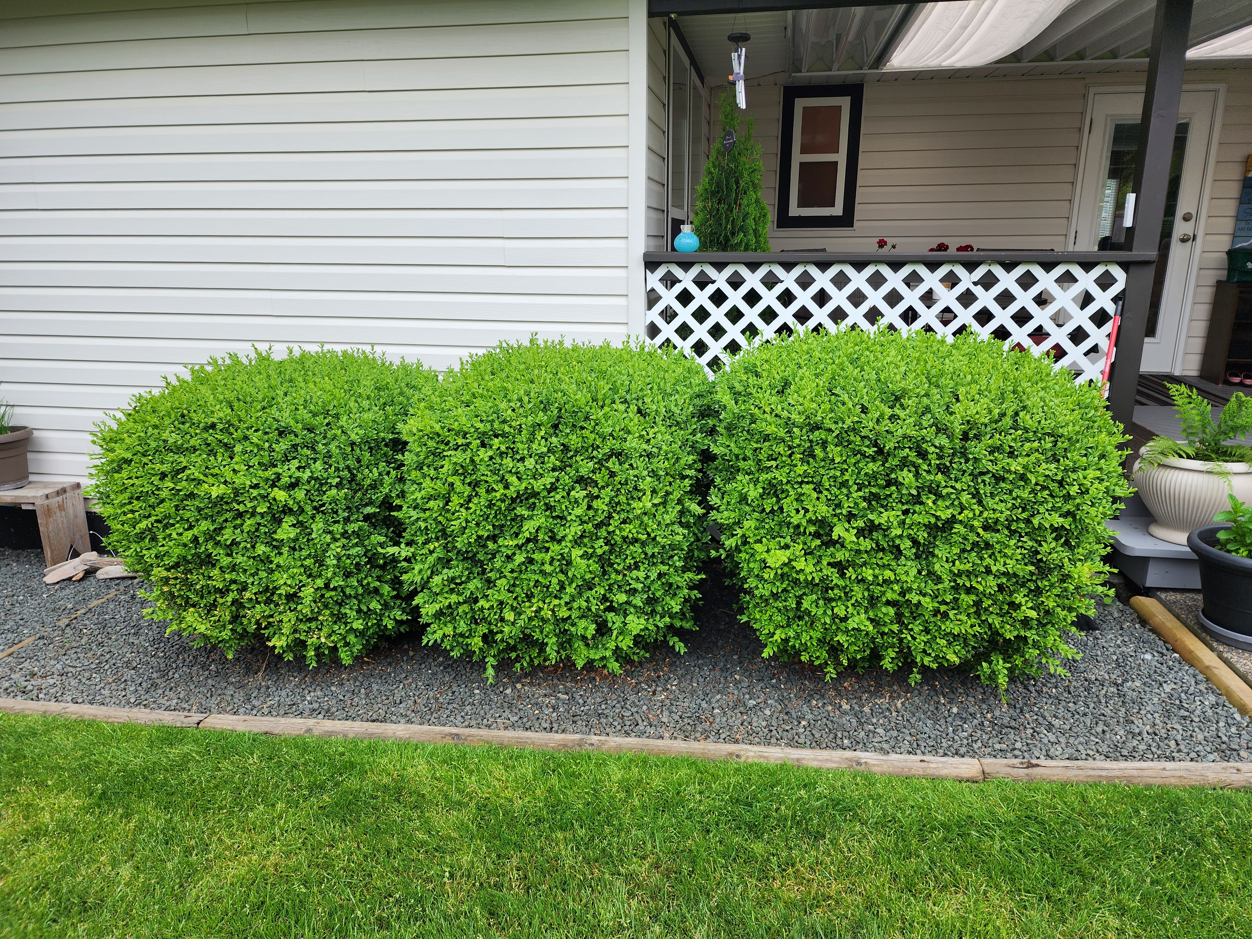 trimmed hedges