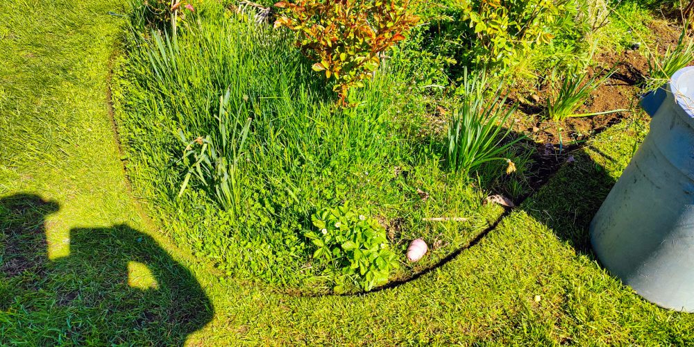 edging your grass