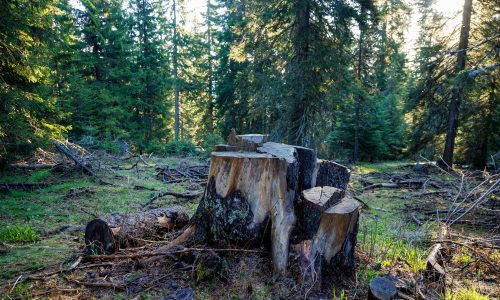 An stump covered with moss is located on a clearing in a spruce forest
