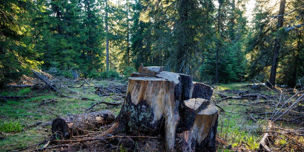 An stump covered with moss is located on a clearing in a spruce forest